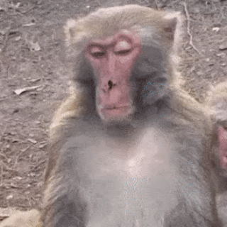 monkey Discord emoji — free static PNG download