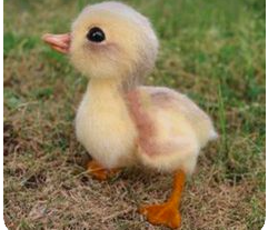 ducky Discord emoji - free download