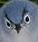 angerybird Discord emoji — free static PNG download
