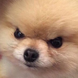 angreydoggo Discord emoji - free download