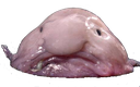 Blobfish Discord emoji