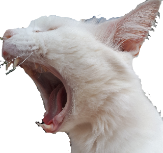 CatScream Discord emoji — free static PNG download