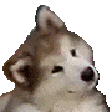 Confused_Dog Discord emoji - free download