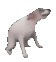 dogdance Discord emoji - free download