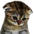 kitten Discord emoji - free download