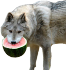 MelonWolf Discord emoji — free static PNG download