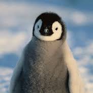 pengu Discord emoji — free static PNG download