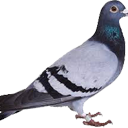 Pigeon Discord emoji — free static PNG download