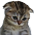 sadness Discord emoji — free static PNG download