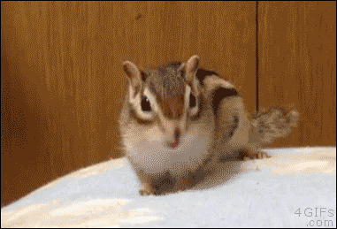 SquirrelGoesCrazy Discord emoji — free animated GIF download