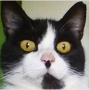 Supercoolcat Discord emoji — free static PNG download