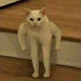 thot_cat Discord emoji - free download