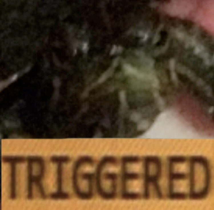 TriggerdTurtle Discord emoji — free static PNG download